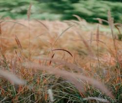 wedding photography in india